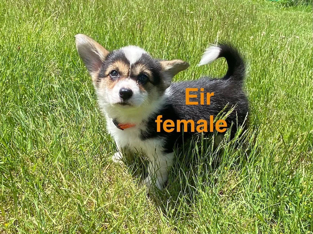 corgi pup 19.jpeg