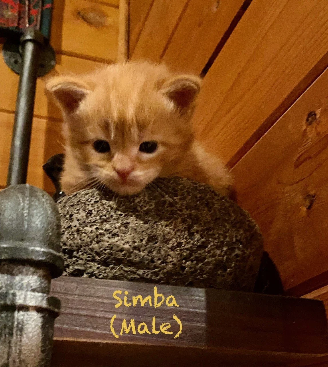 at 2 weeks old