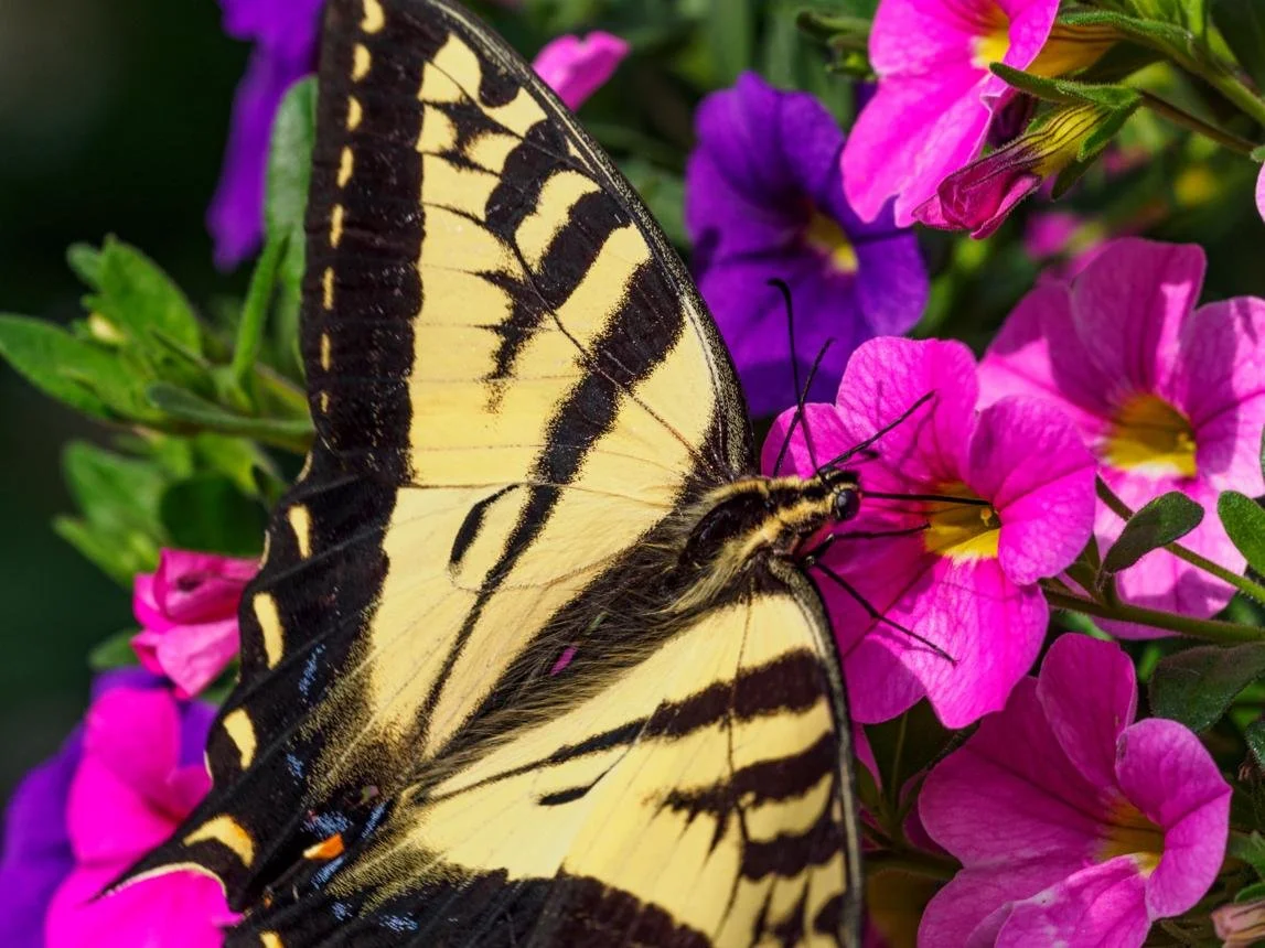 Painted lady butterfly.jpeg