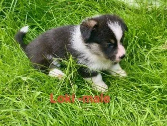pup15.jpeg
