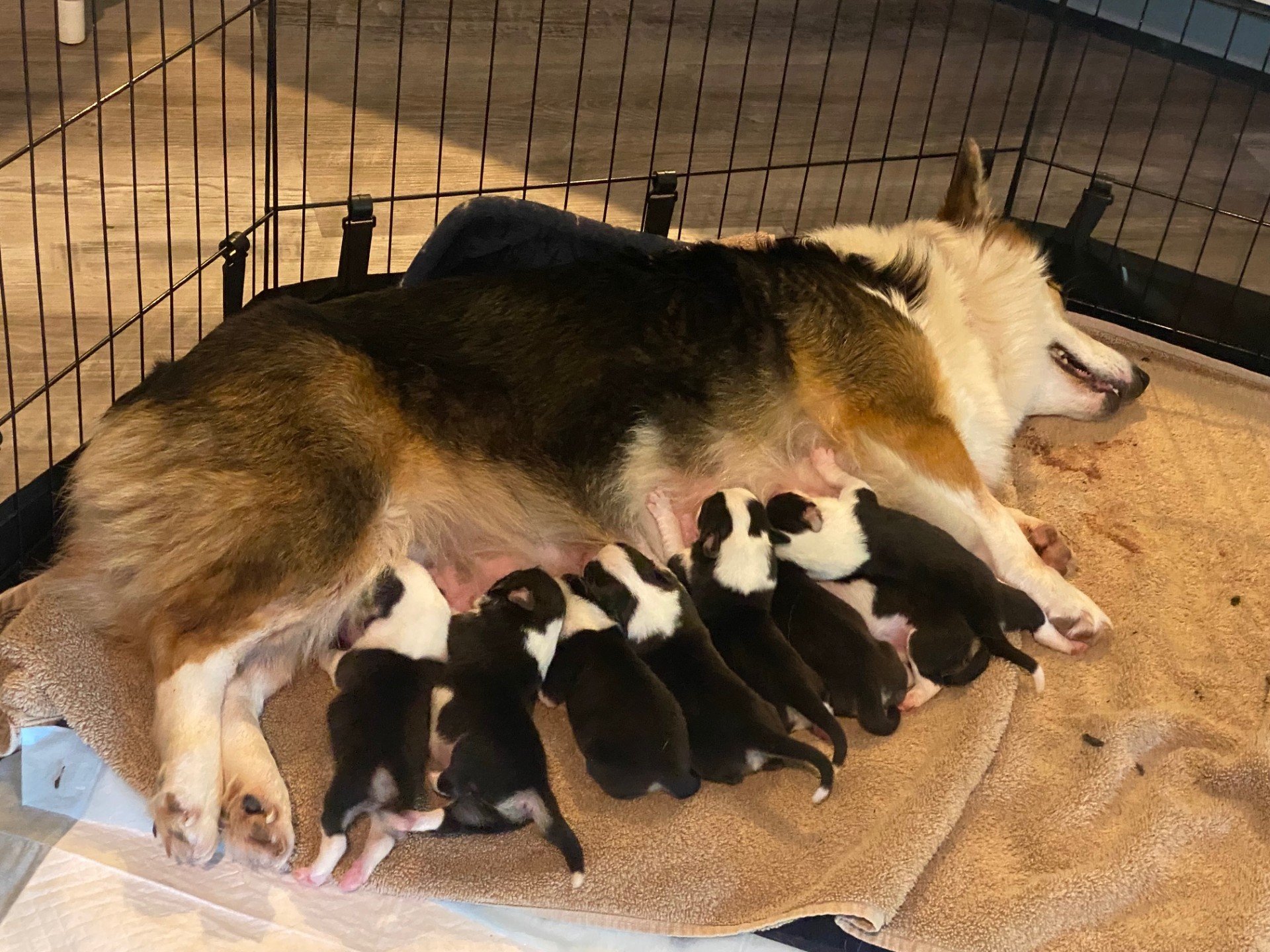 Luna with her 8 pups - 4days old