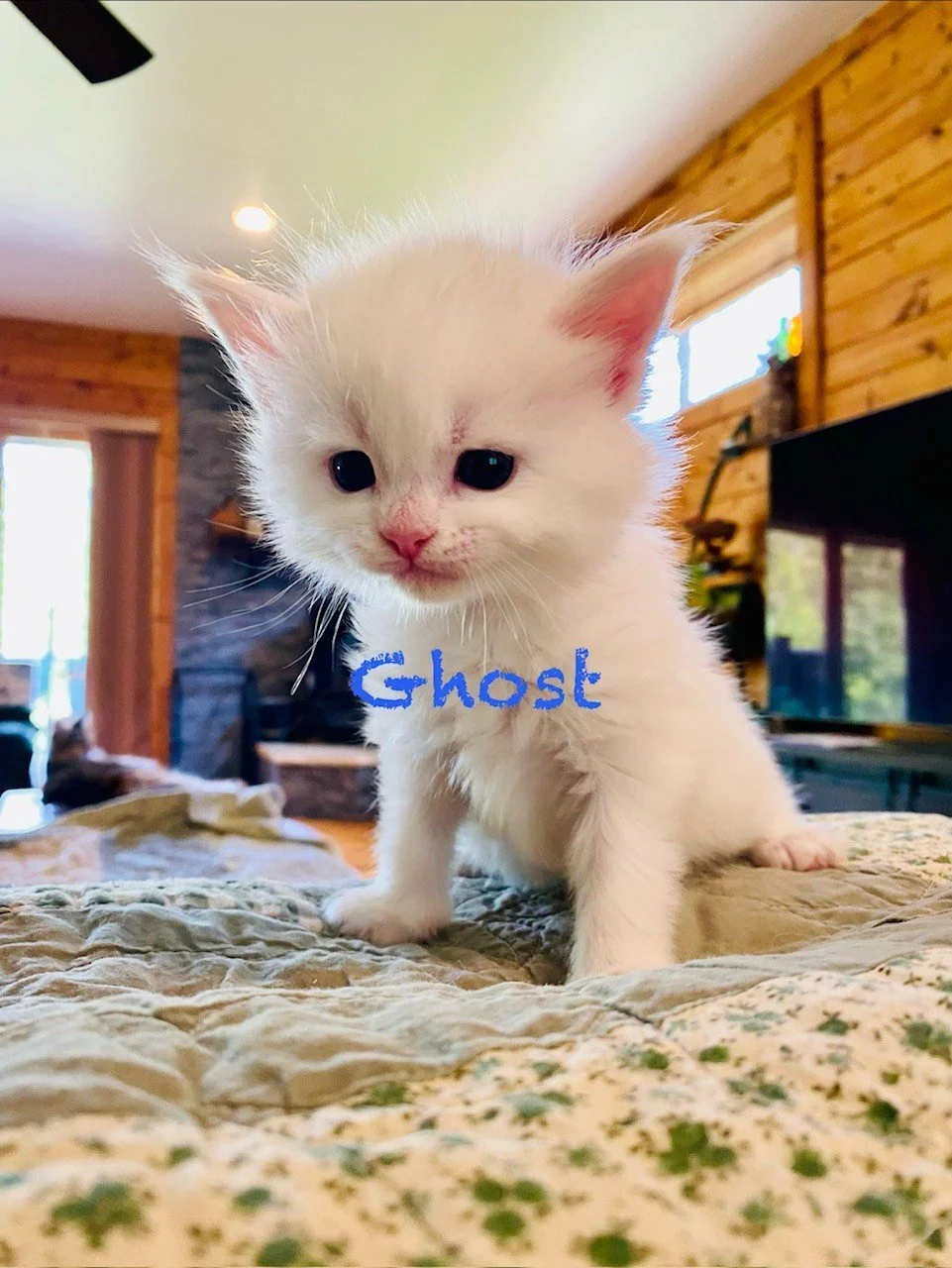 white ghost 2.jpeg