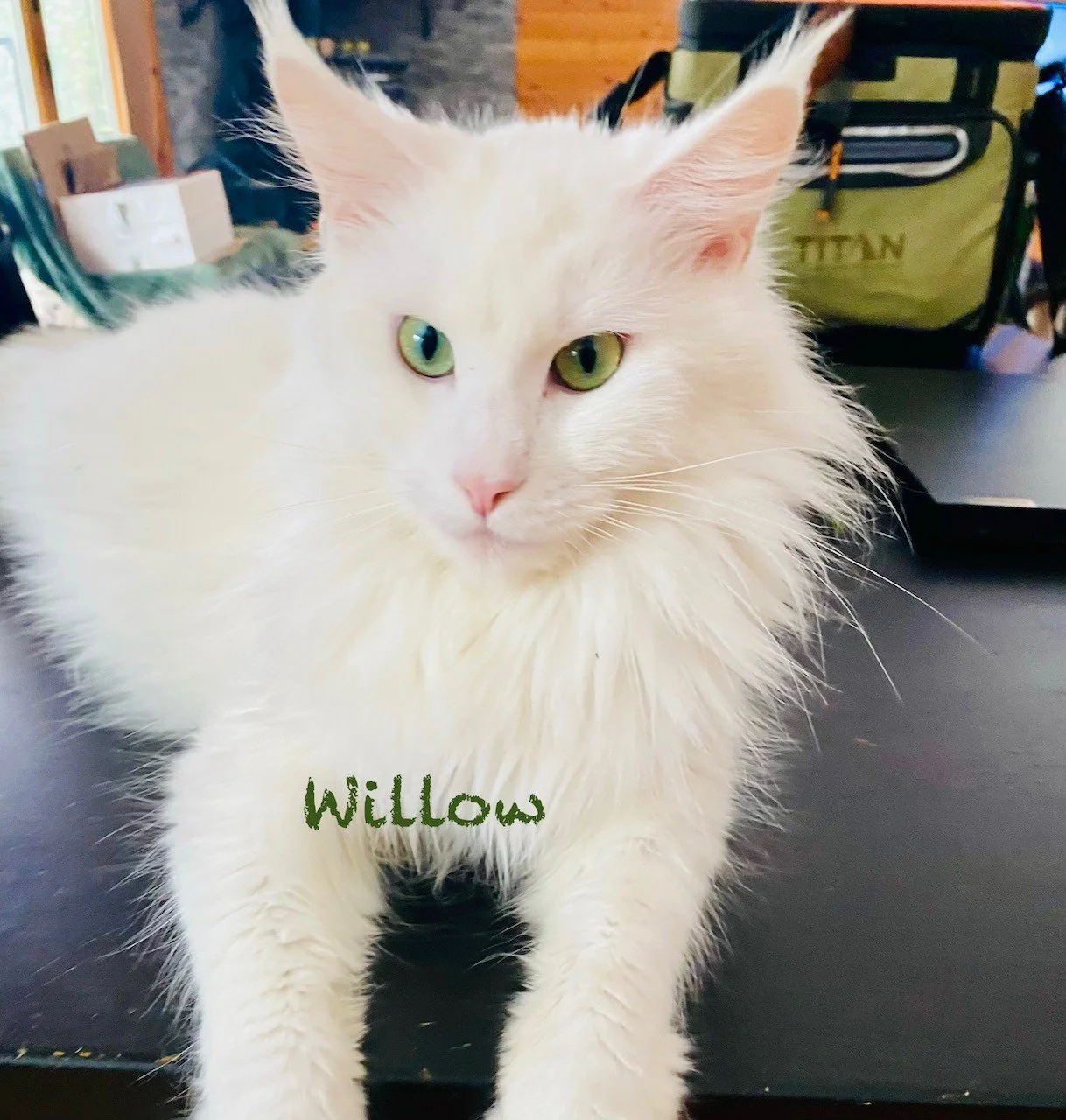 Willow - Mother 