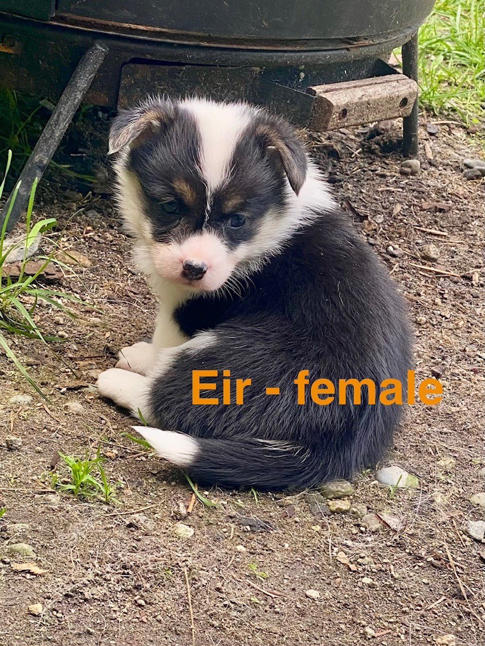 pup8.jpeg