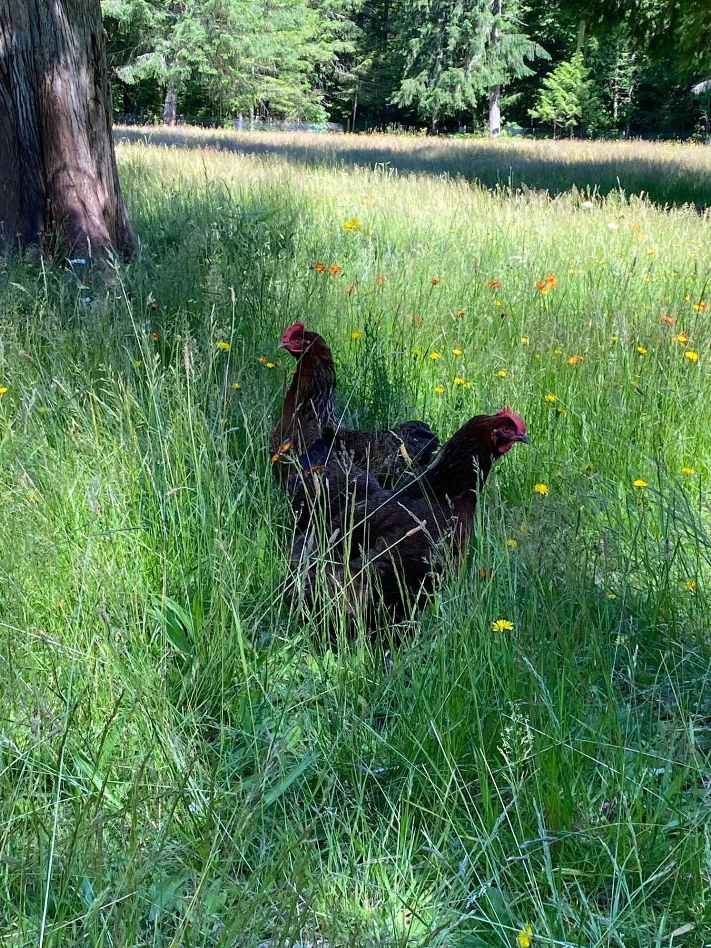 hens 1.jpeg