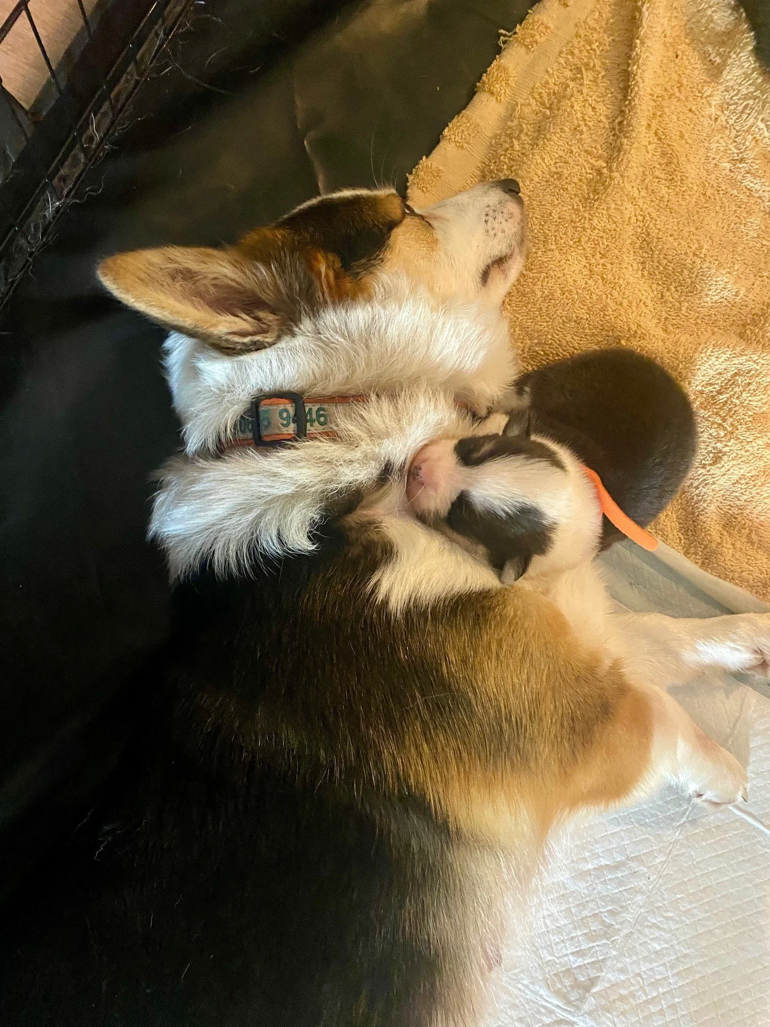 corgi 6 luna and pup.jpeg
