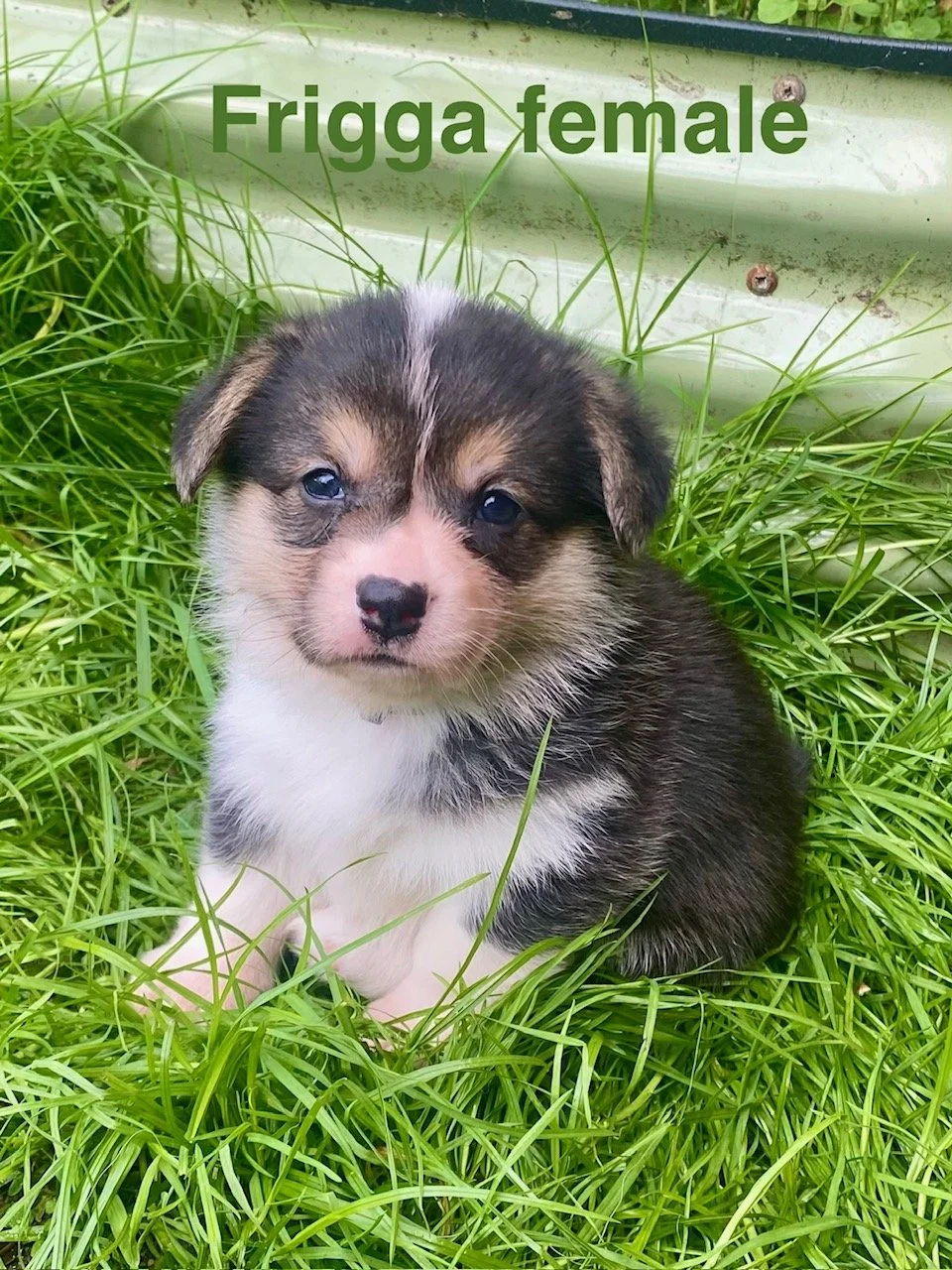 pup3.jpeg