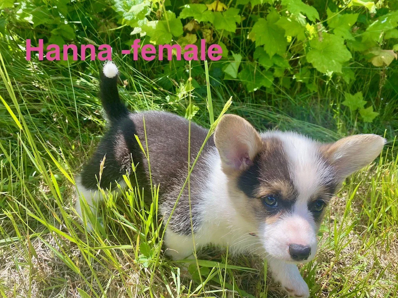 corgi pup 15.jpeg