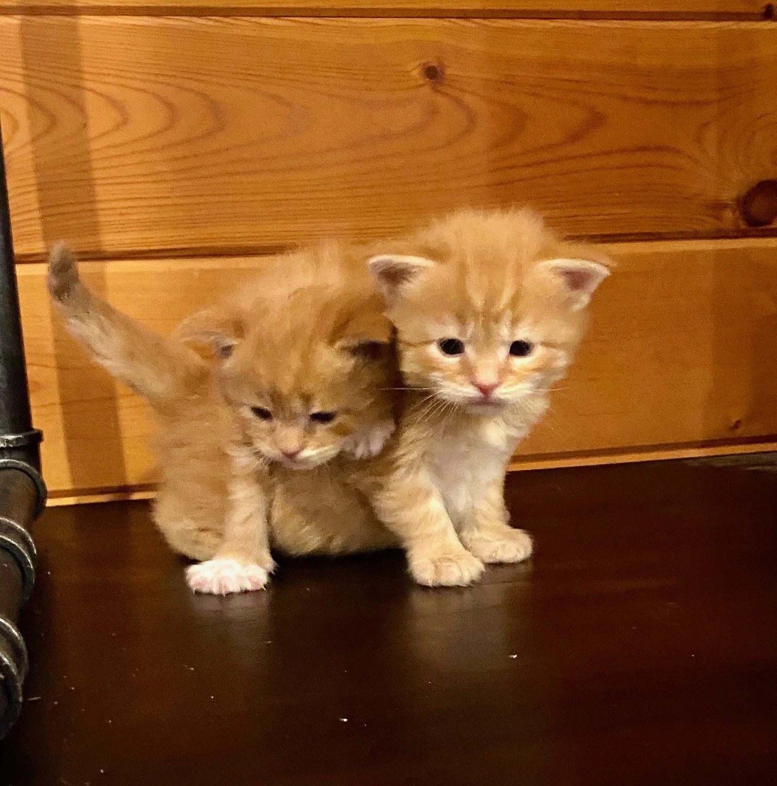 At 3 weeks old