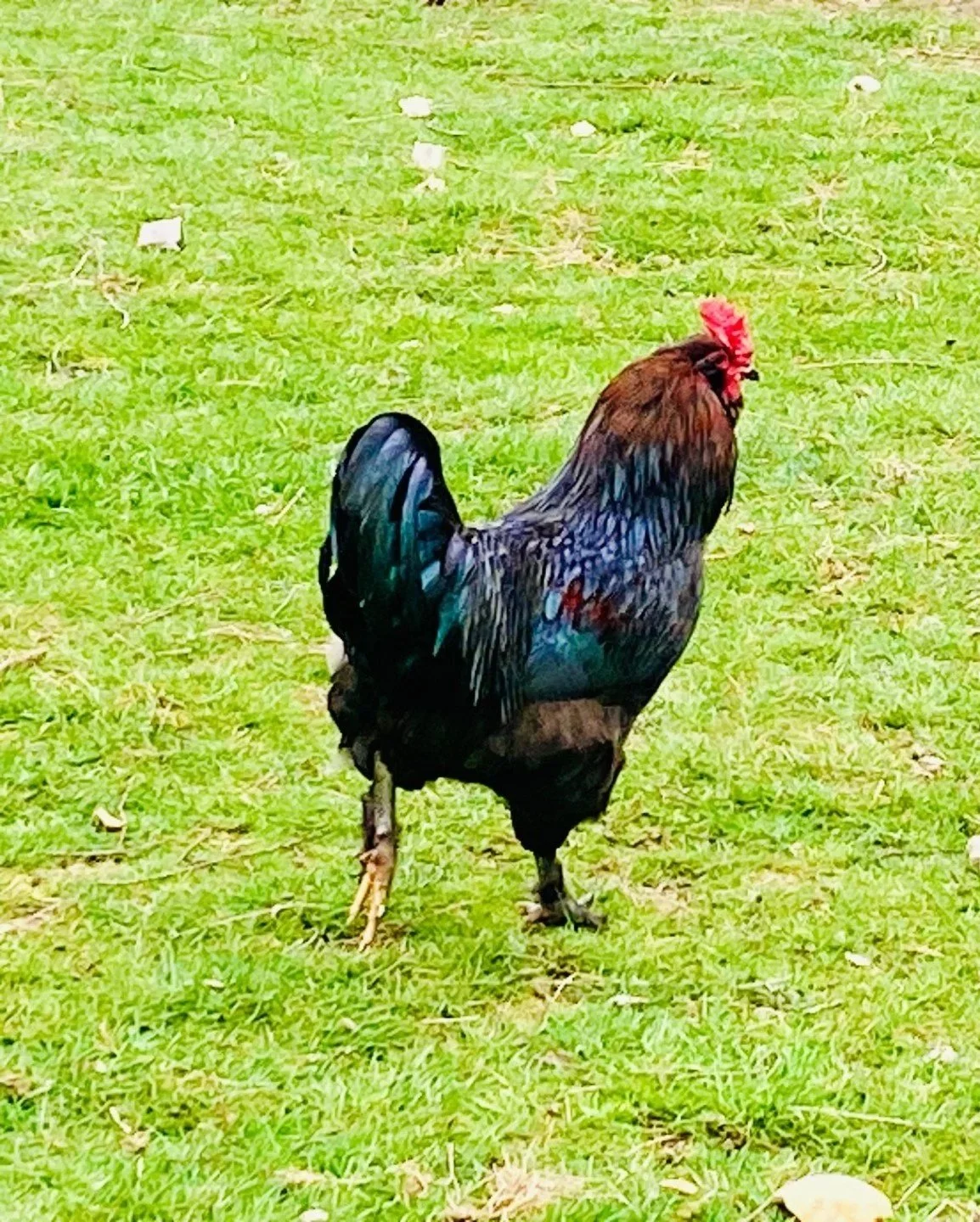 Open Range Roosters