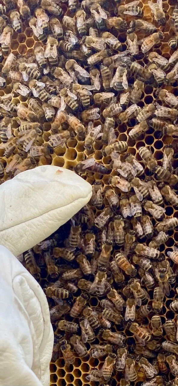 bee 1.jpeg