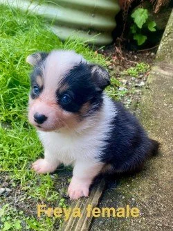 pup11.jpeg