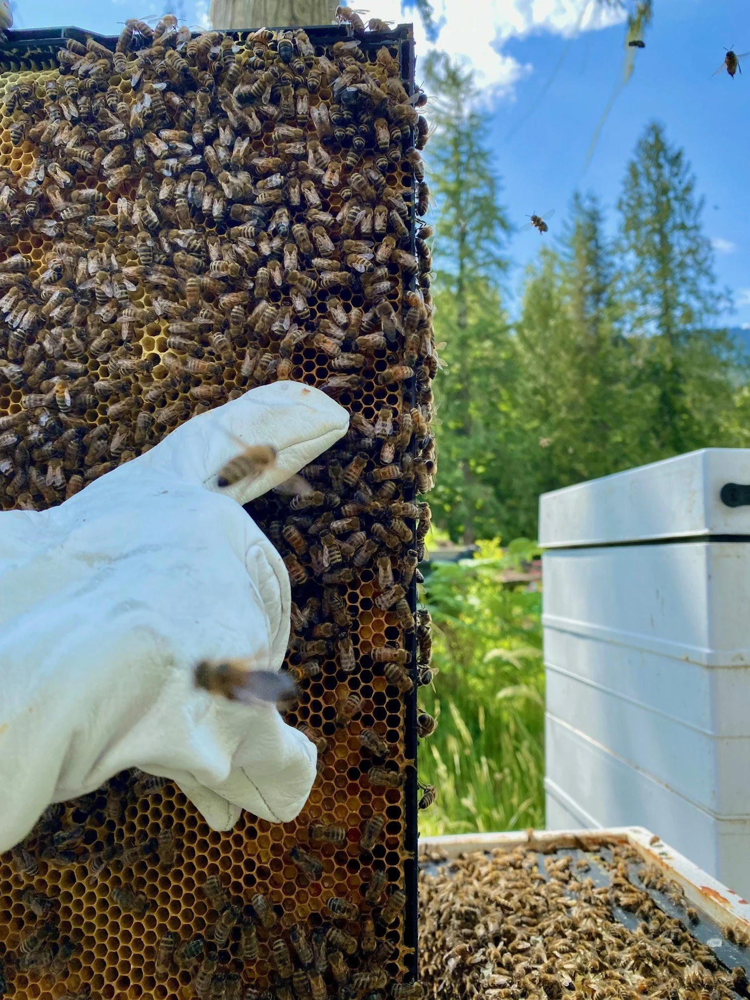 bee 2.jpeg