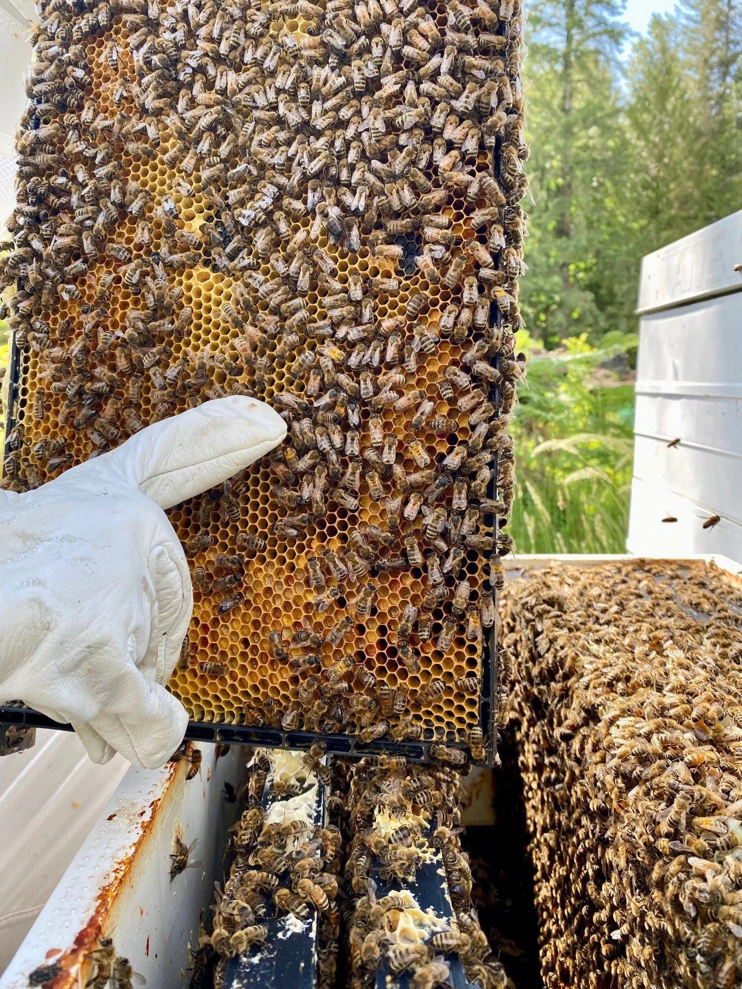 bee 3.jpeg