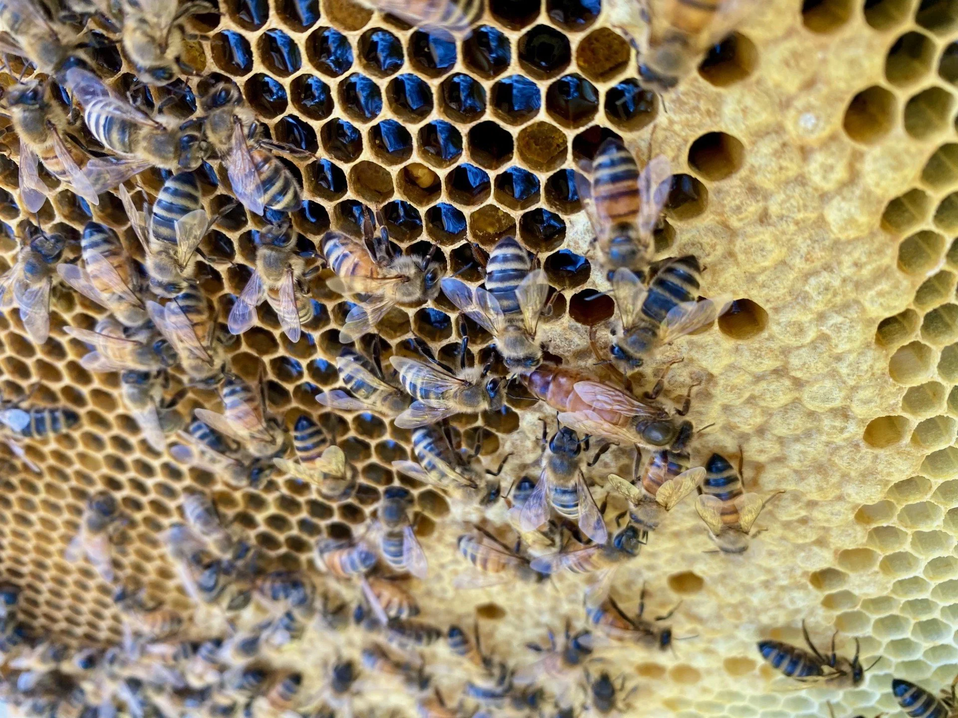 bee 4.jpeg