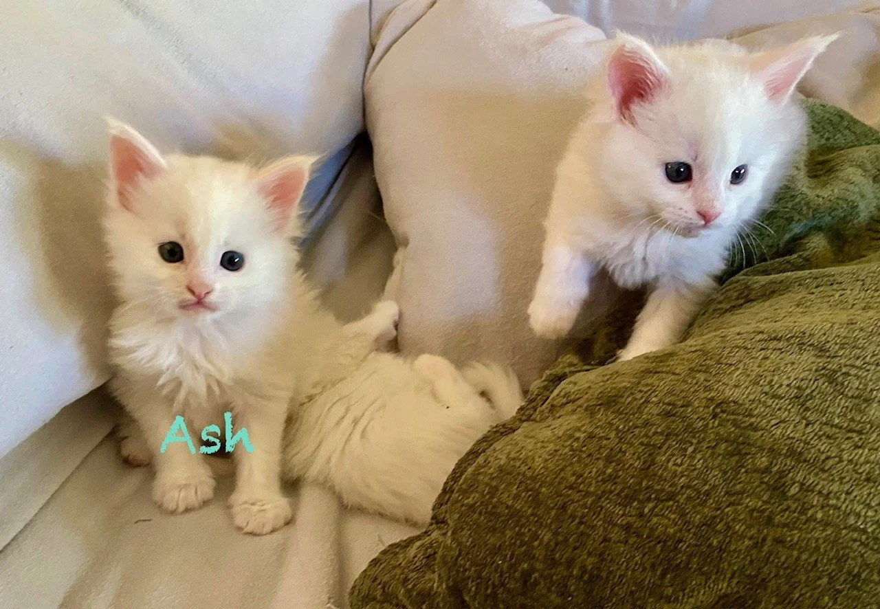 Ash at 3weeks old