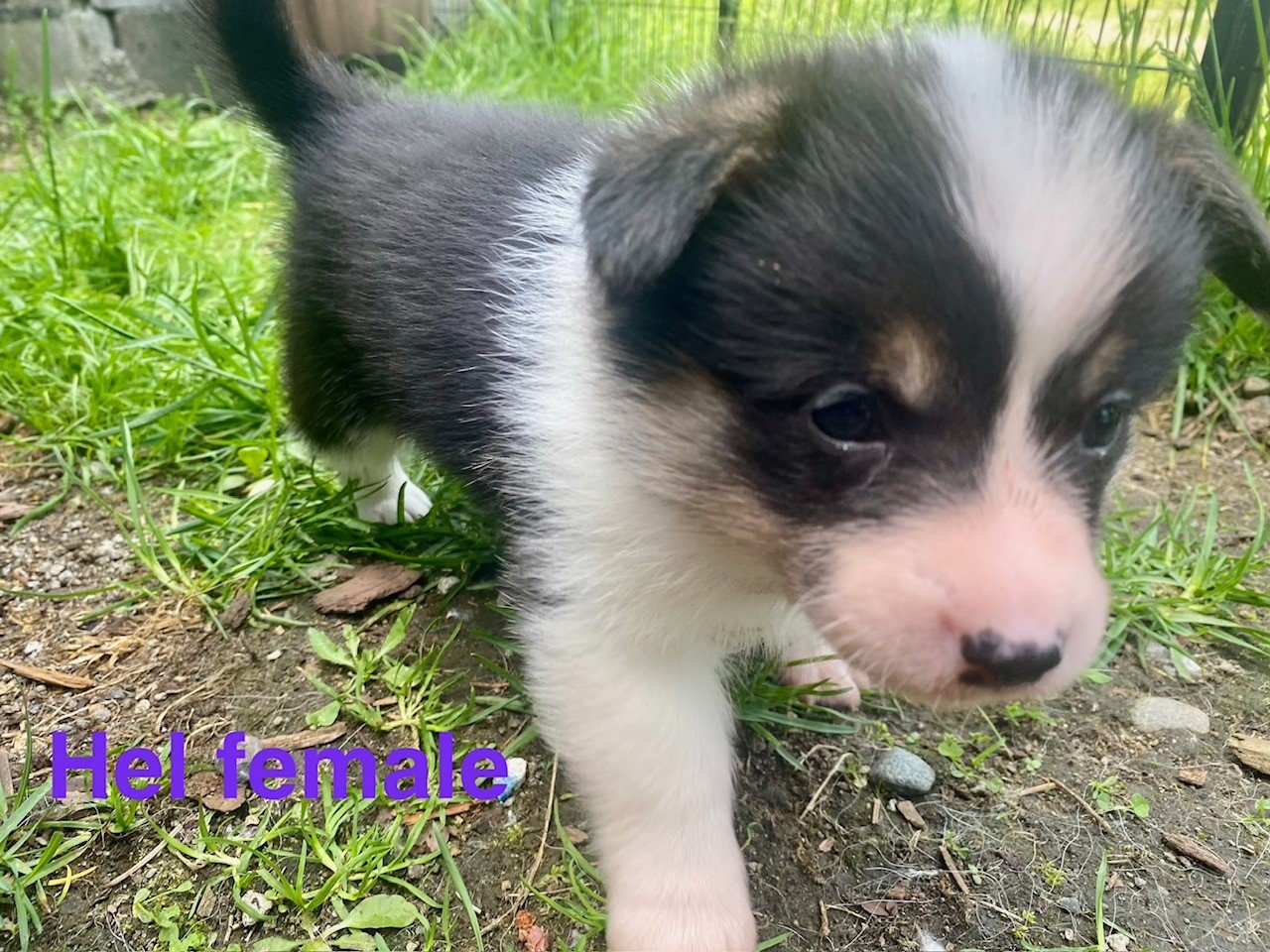 pup2.jpeg