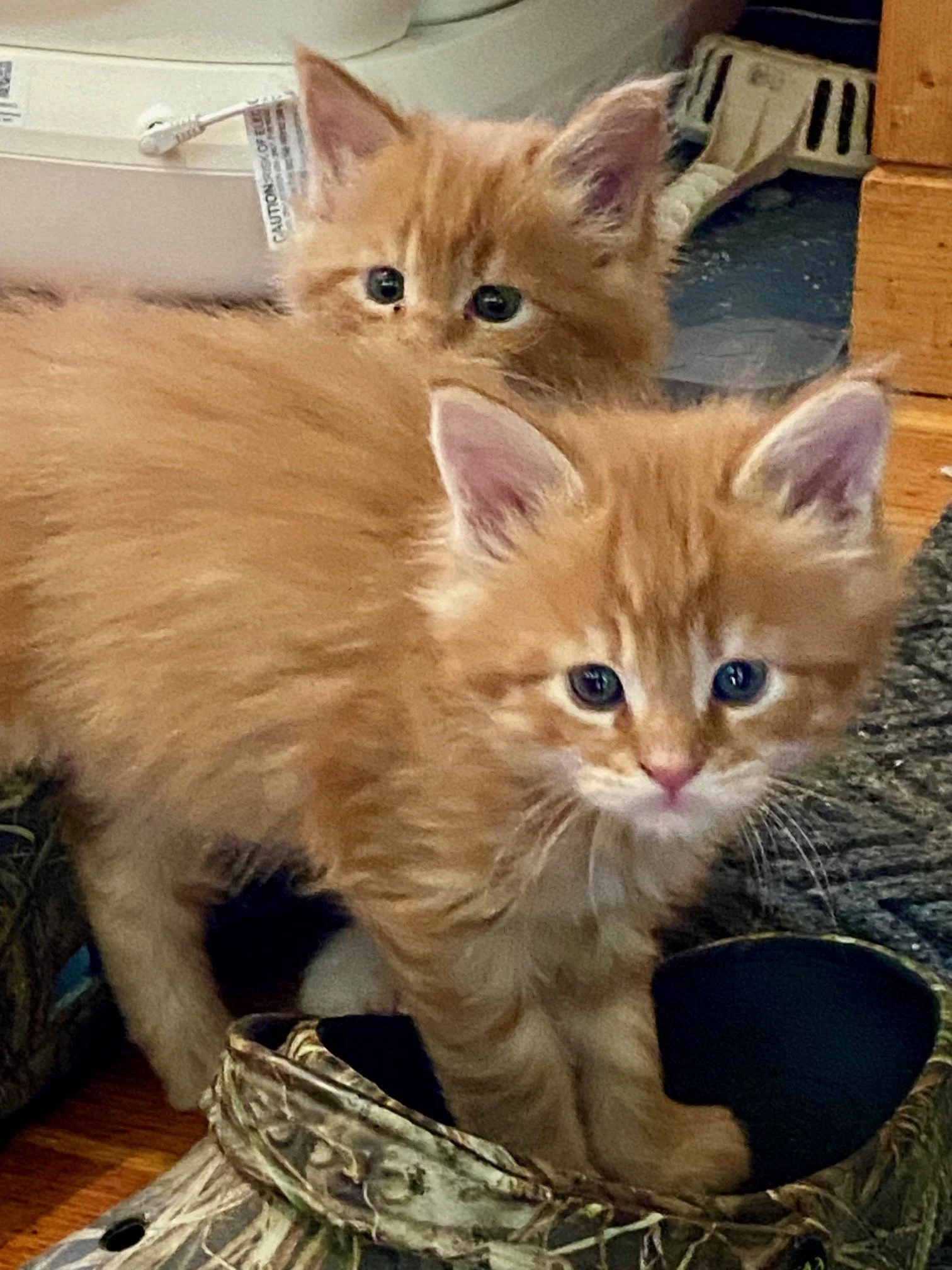At 4 weeks old