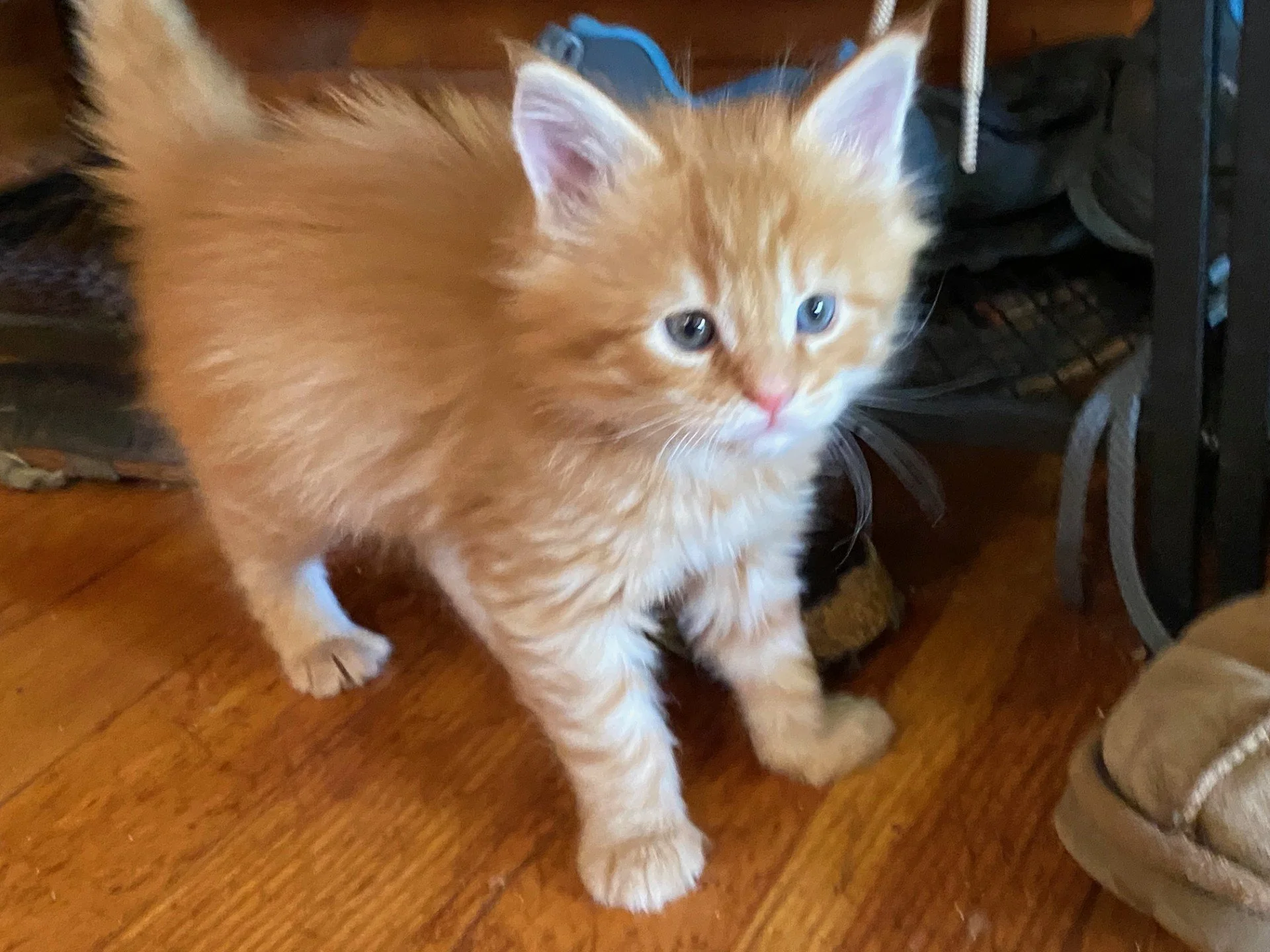 Niko at 4 weeks old