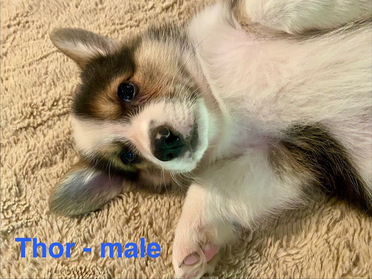 corgi pup 7.jpeg
