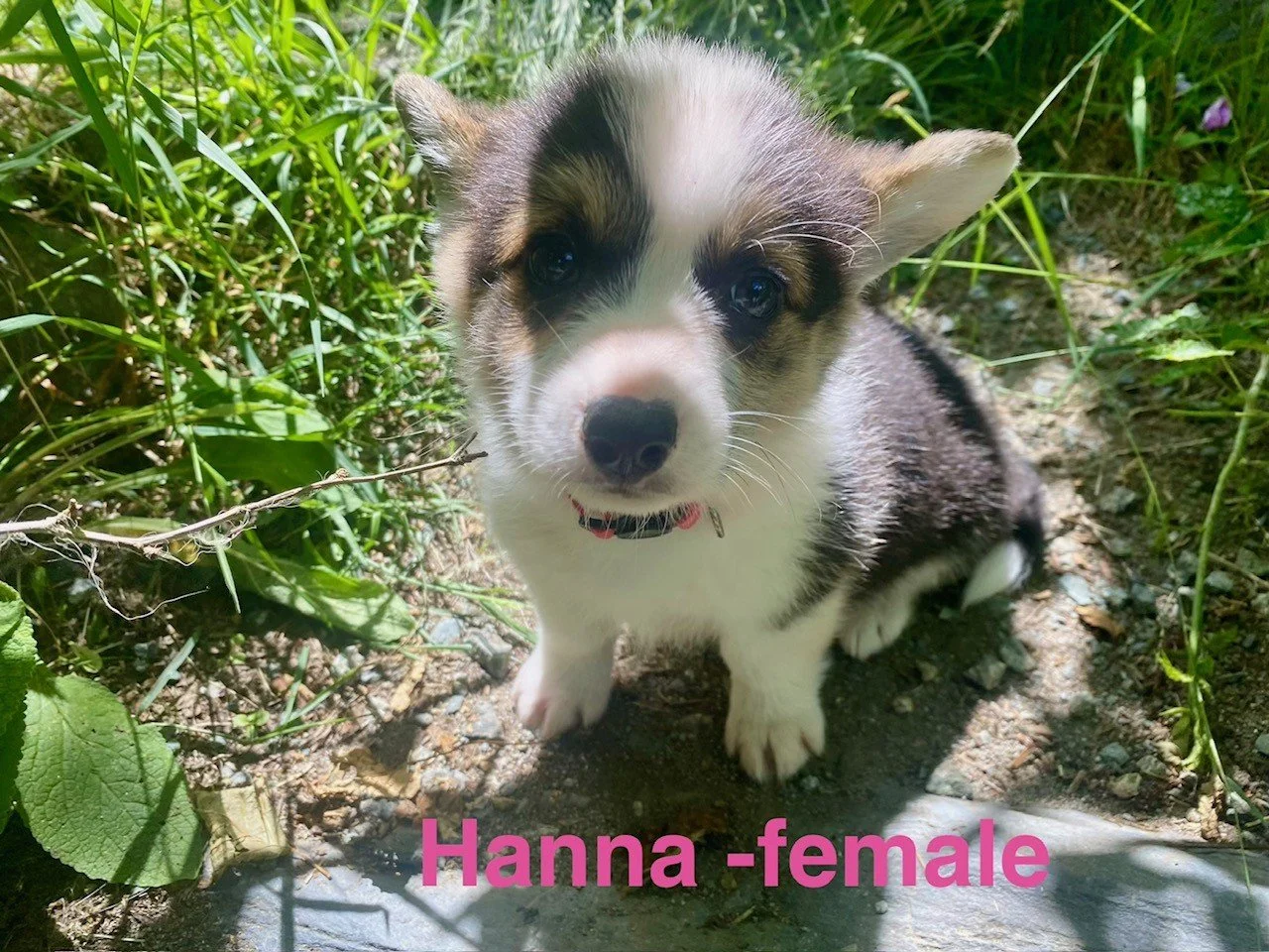 corgi pup 16.jpeg