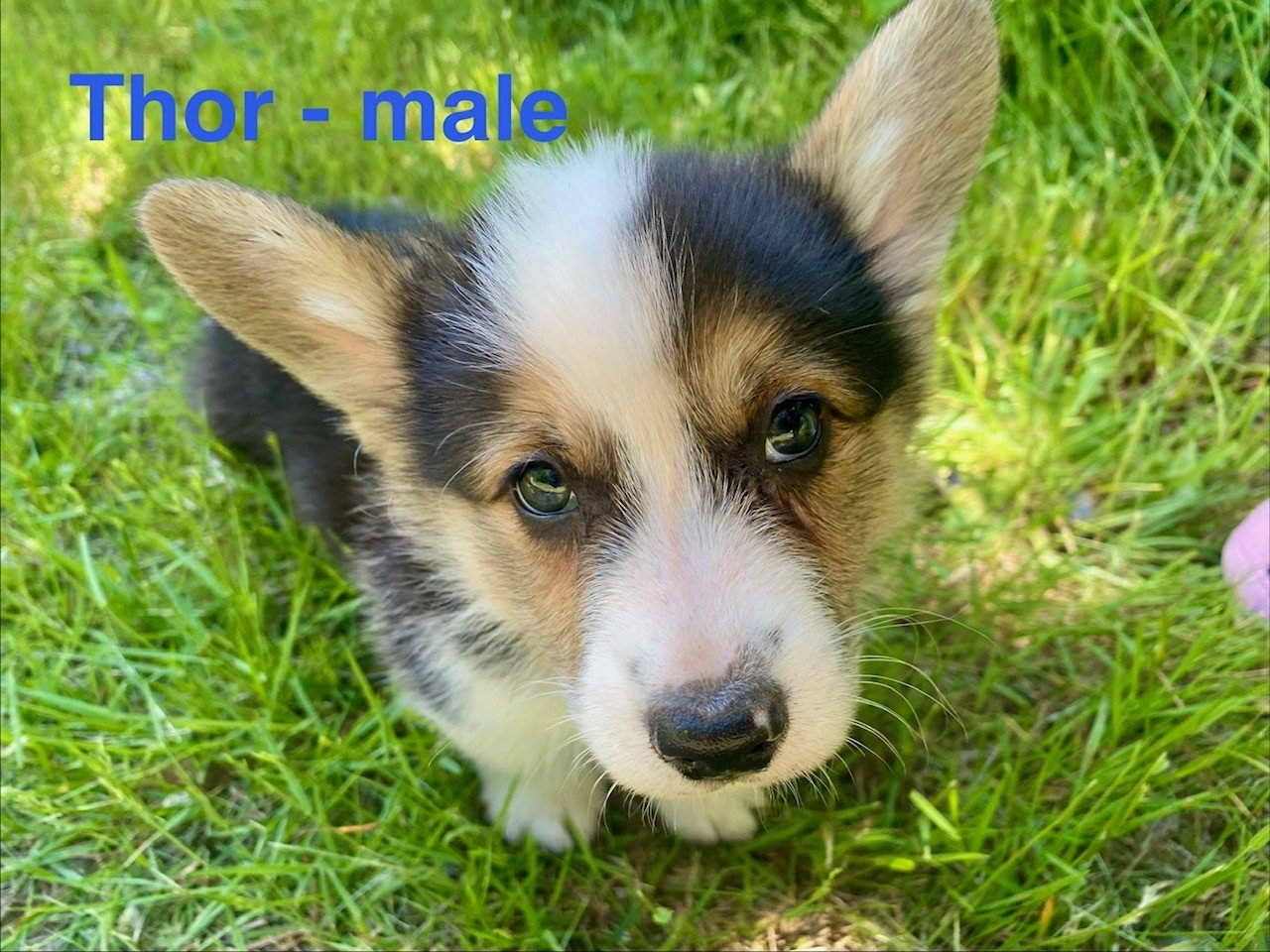 corgi pup 9.jpeg