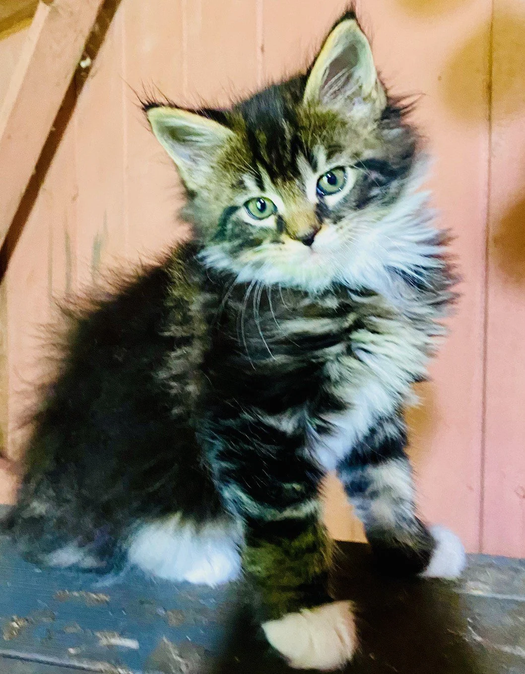 Juno - Reserved 