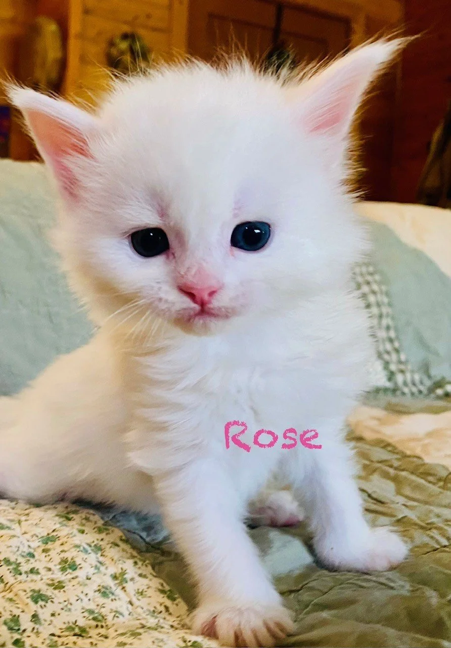 white rose.jpeg