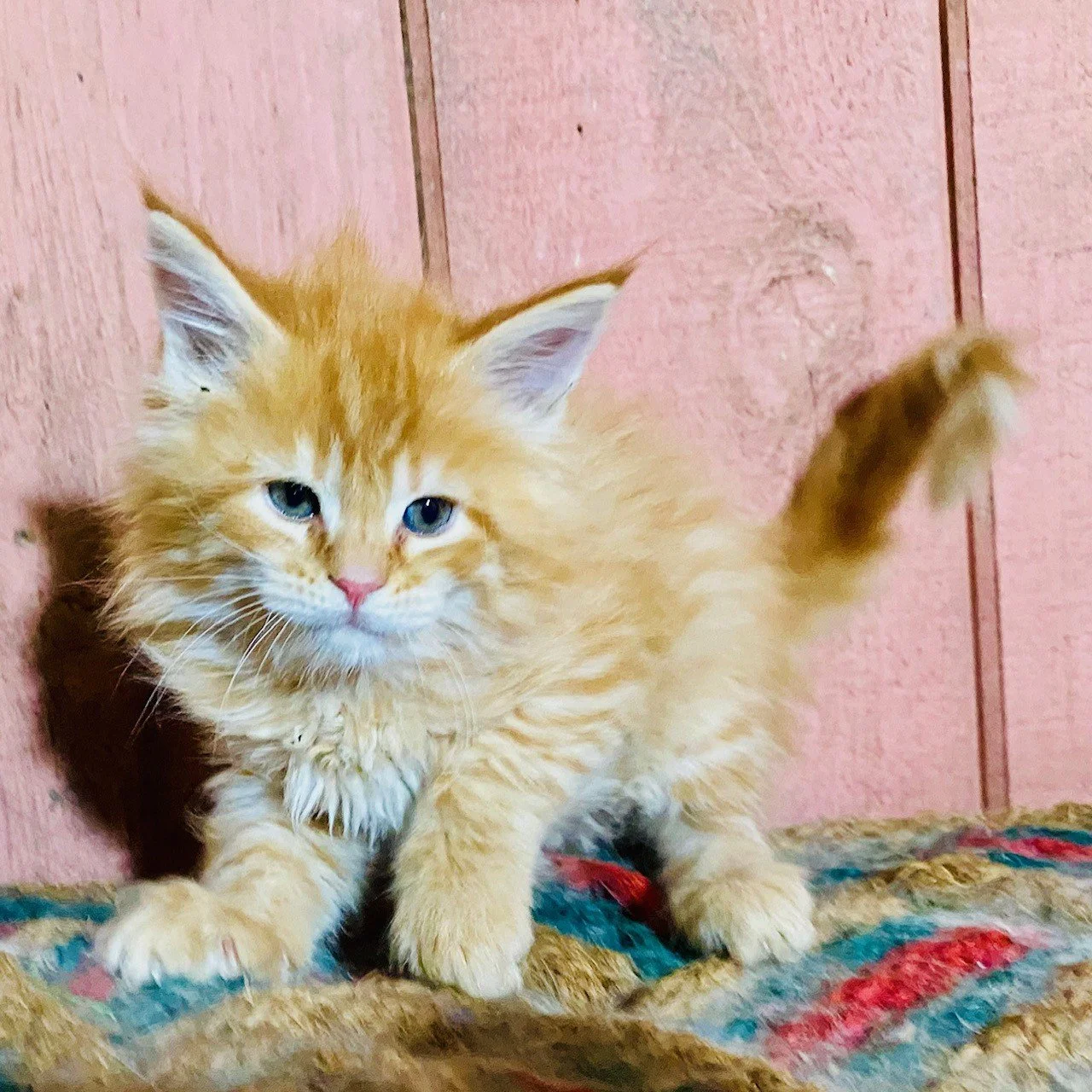 Niko