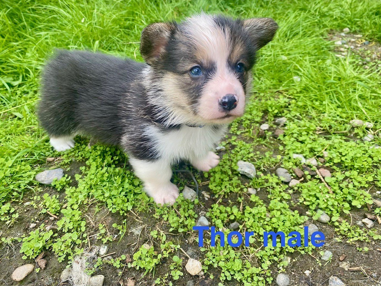 pup6.jpeg