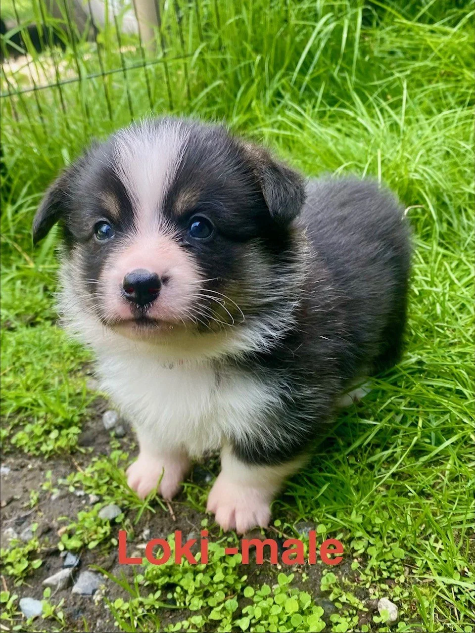 pup14.jpeg