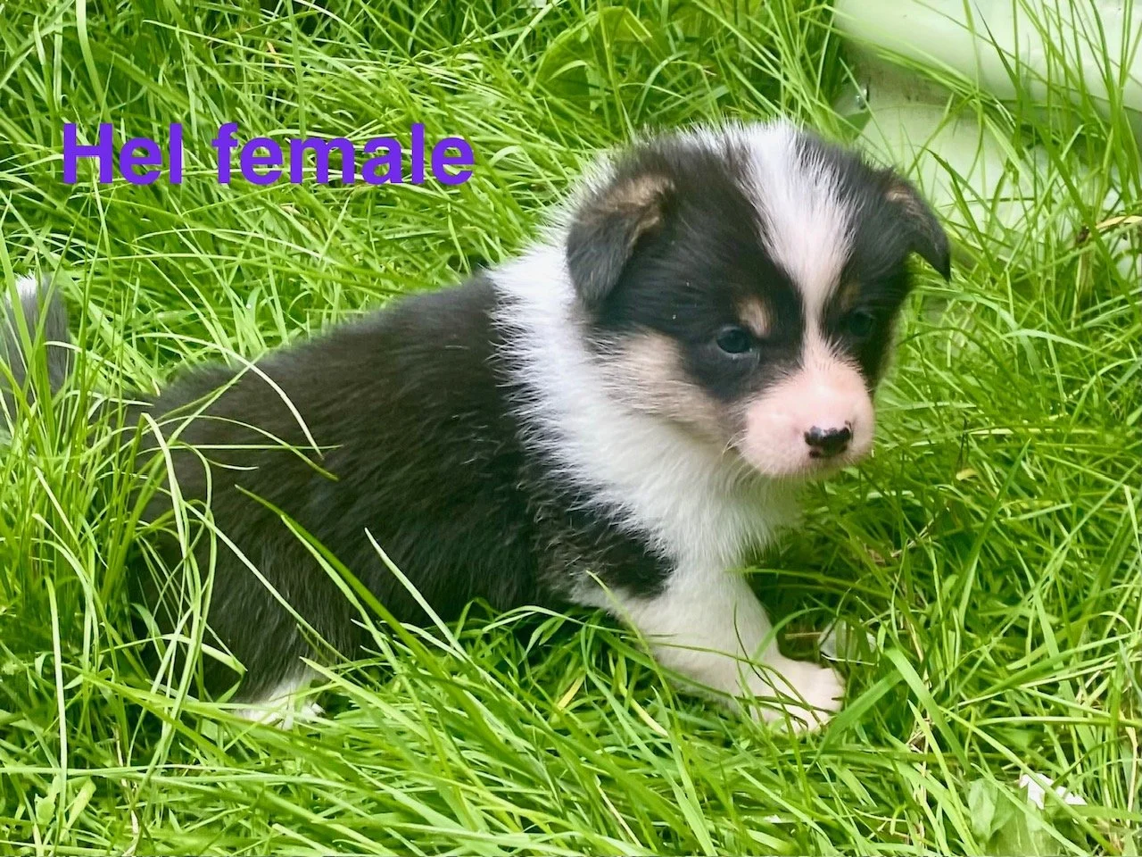 pup 1.jpeg