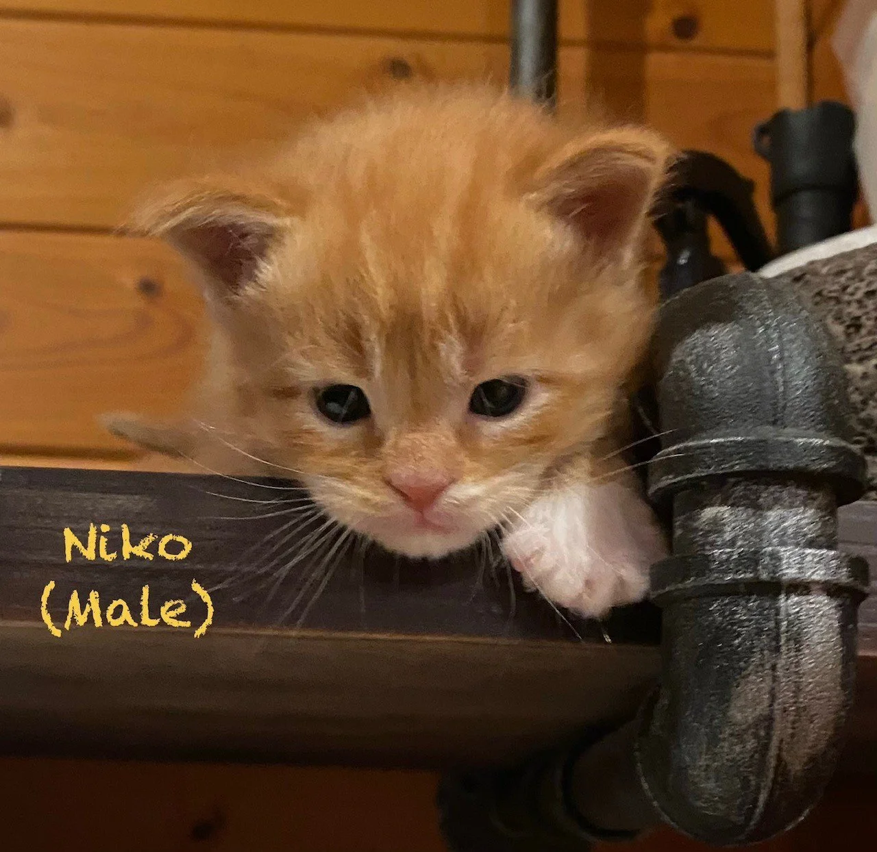 at 2 weeks old