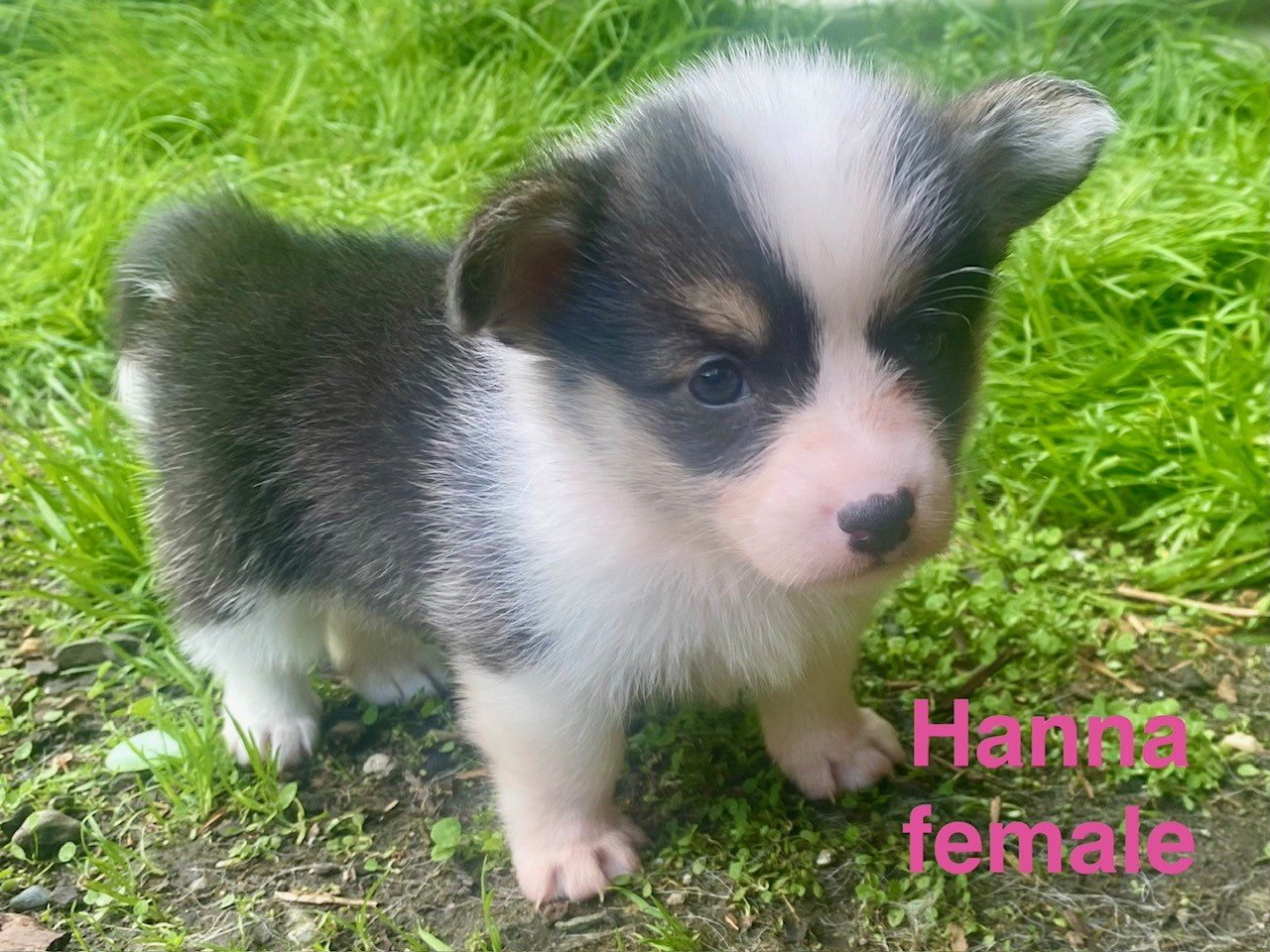 pup10.jpeg