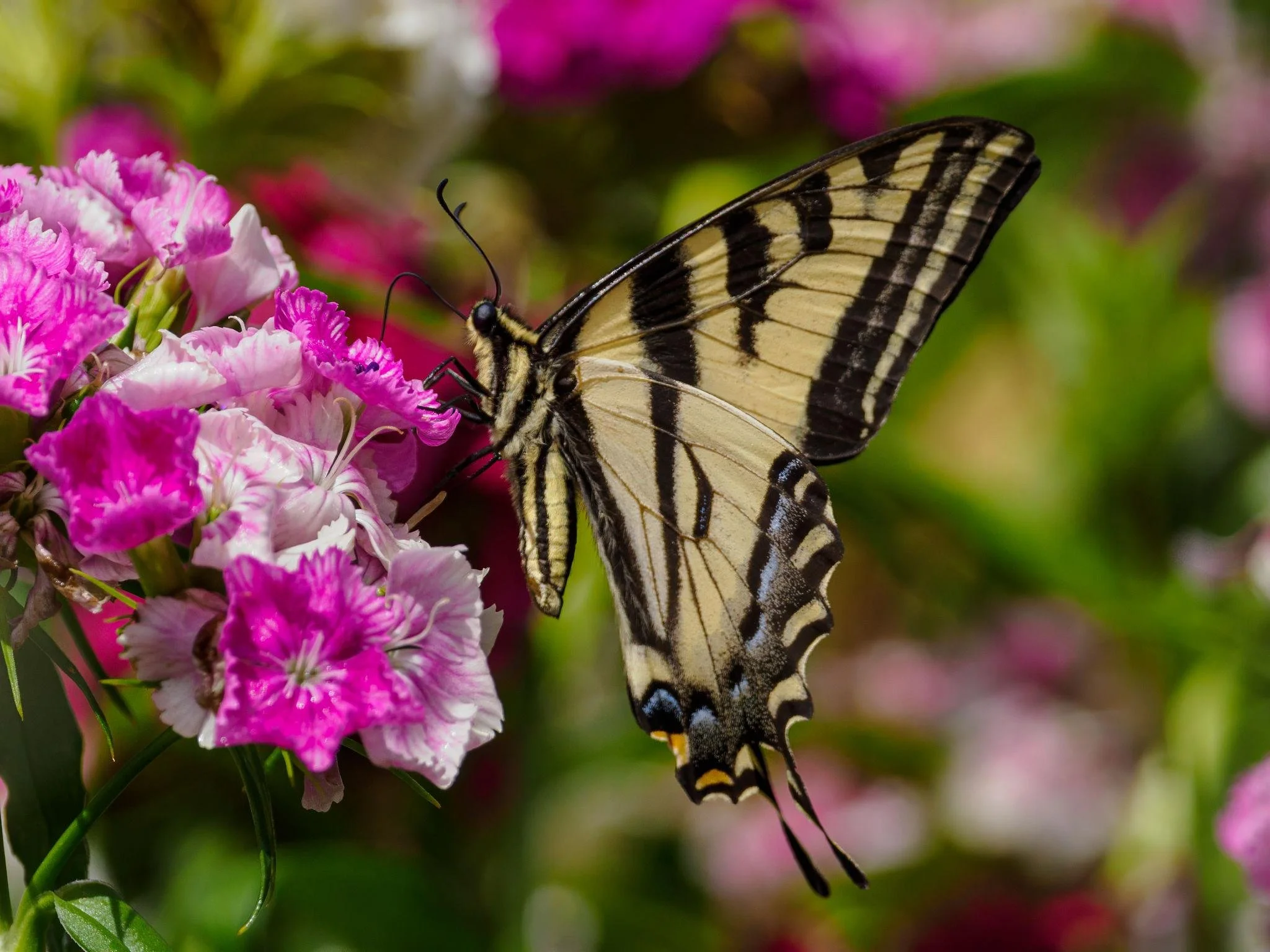 butterfly 4.jpeg