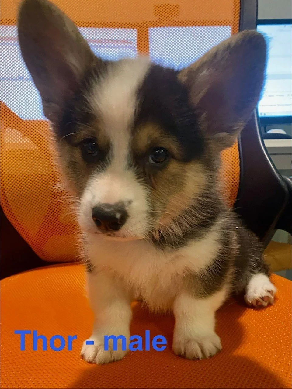corgi pup 6.jpeg