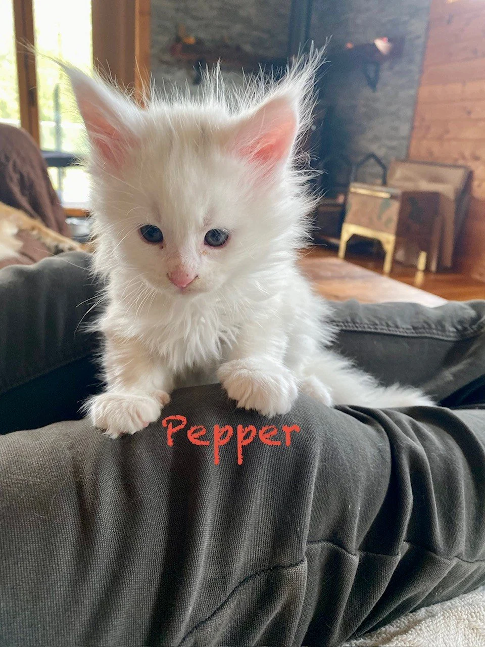 white pepper.jpeg