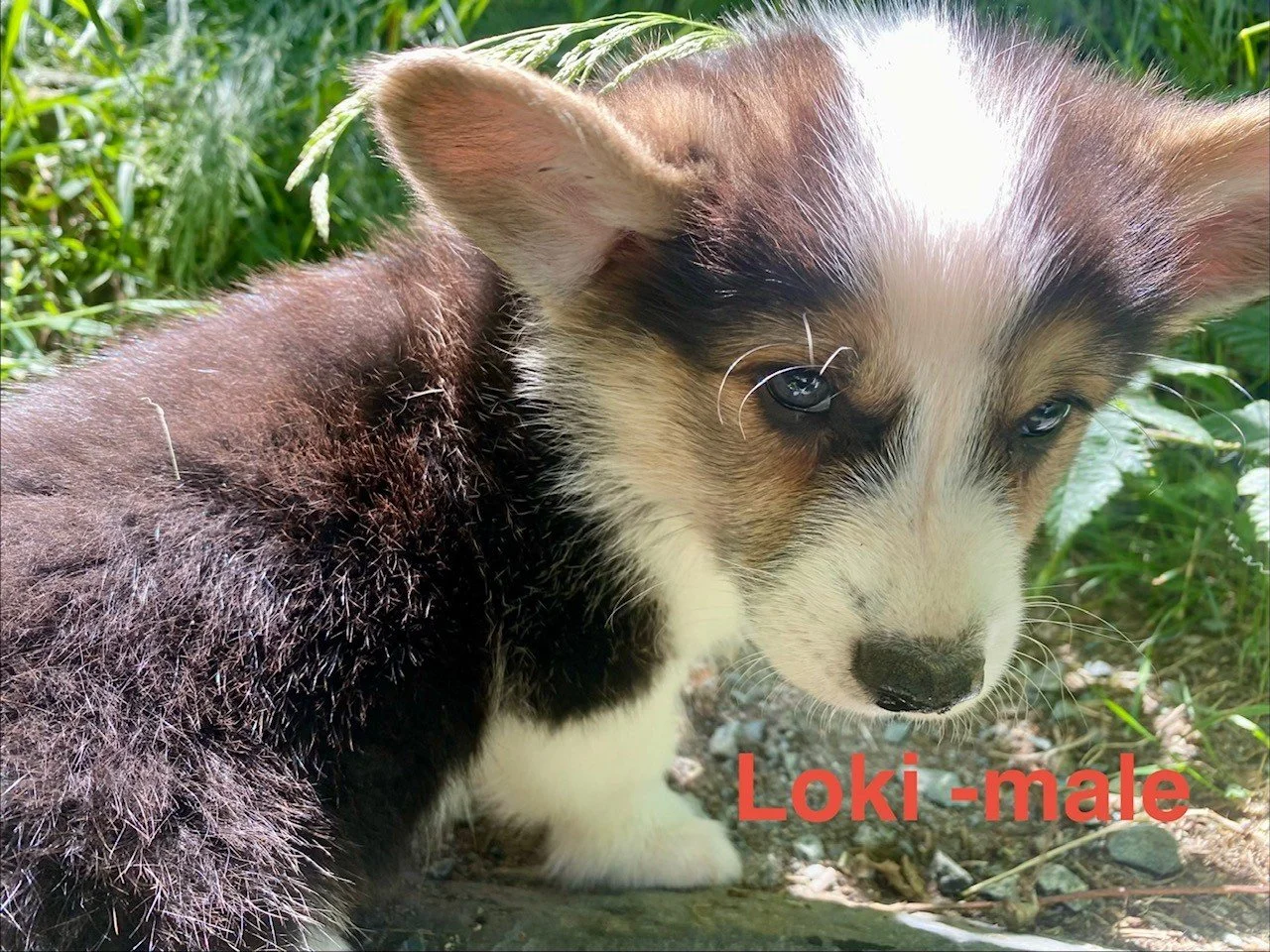 corgi pup 12.jpeg