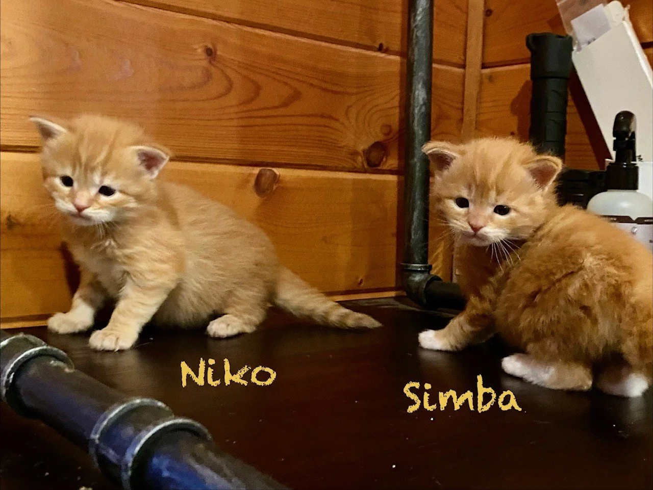Simba & Niko