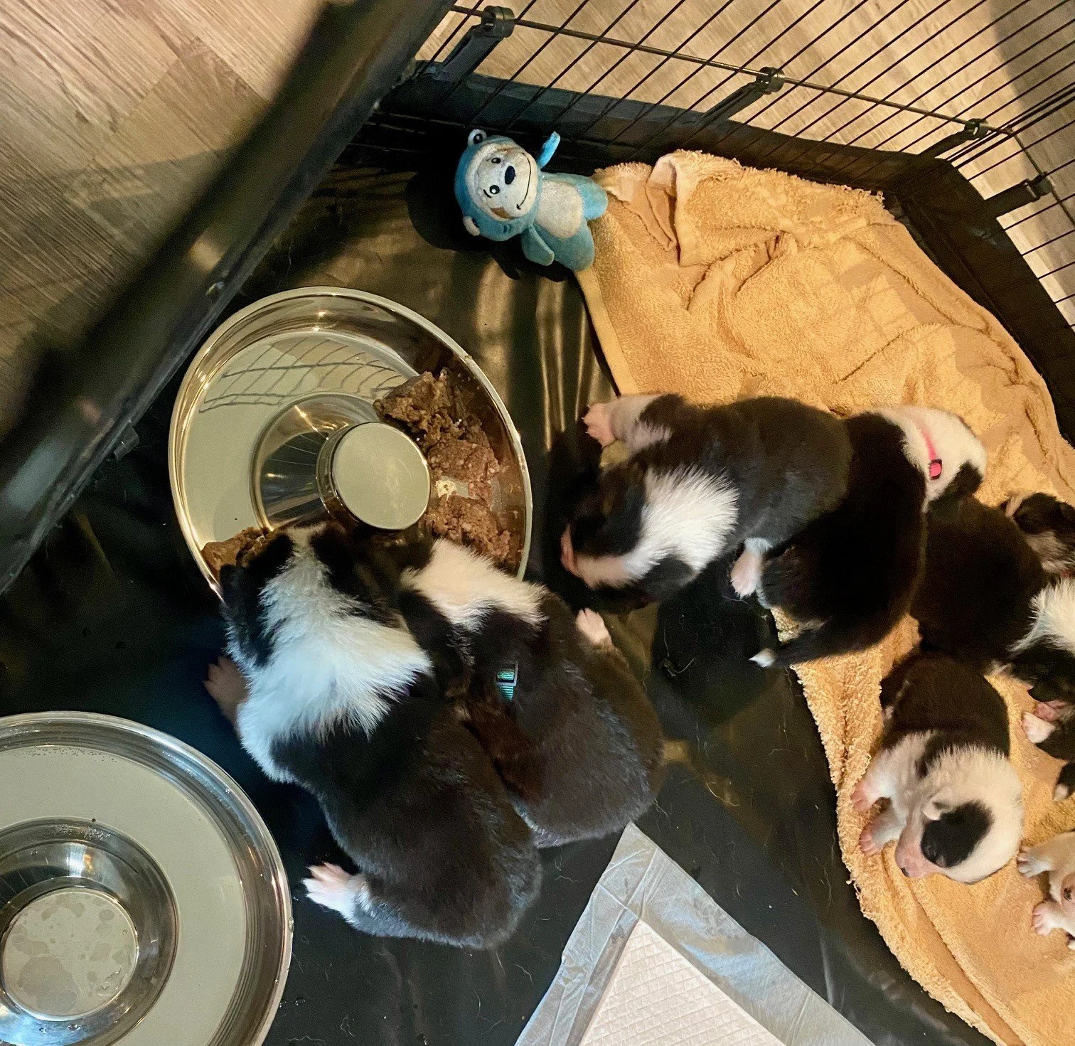 Ready for new homes June 20th