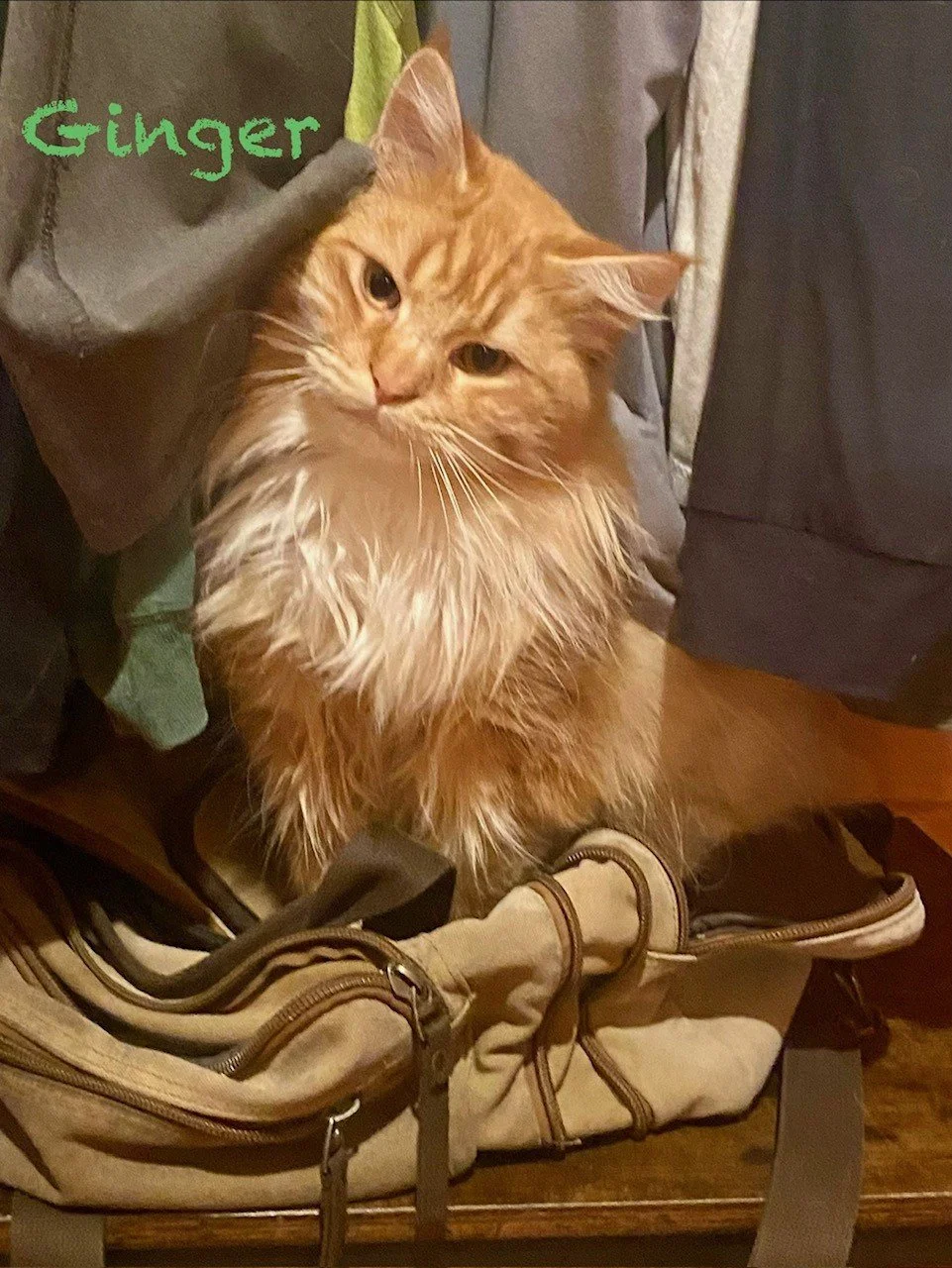 Ginger - Father