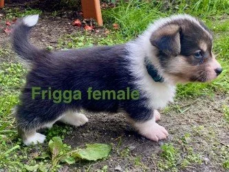 pup4.jpeg