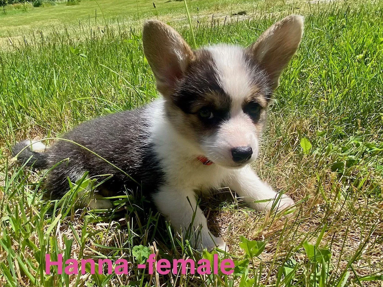 corgi pup 14.jpeg