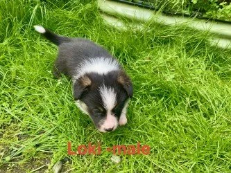 pup16.jpeg