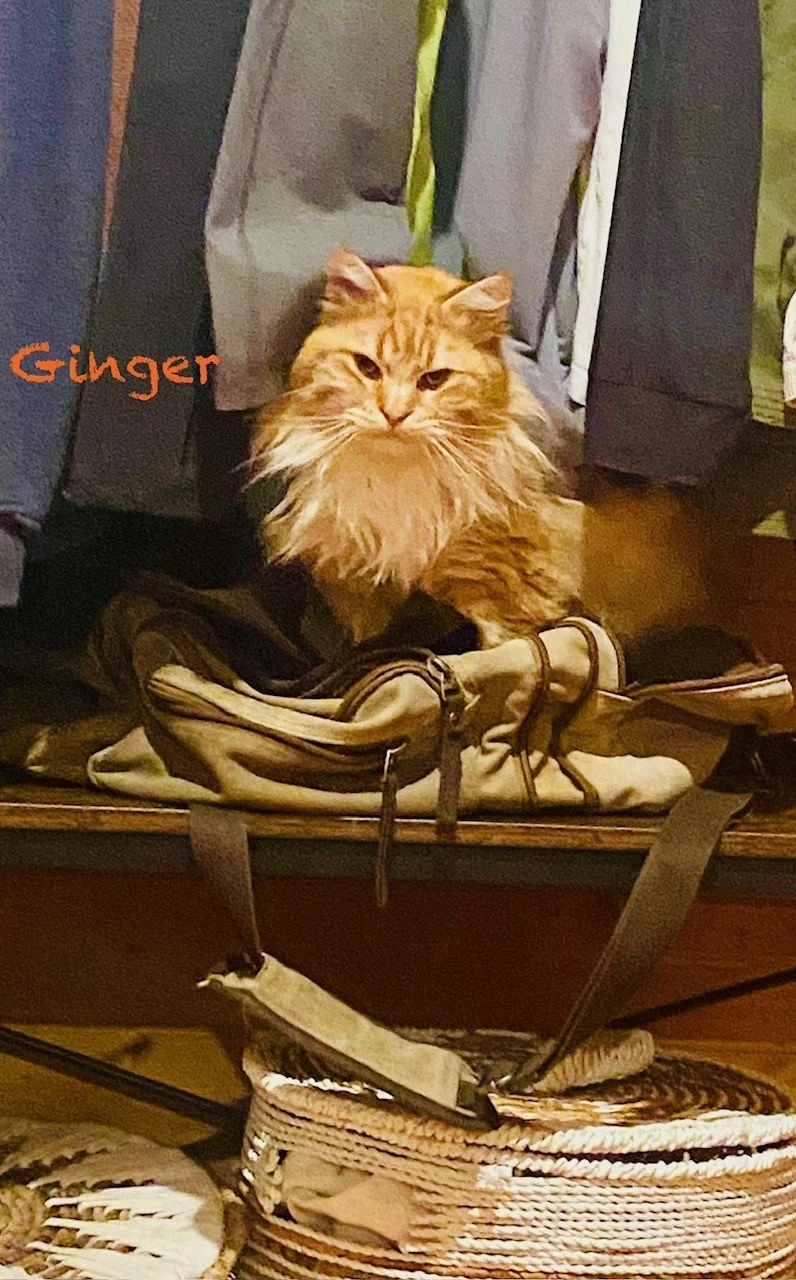 Ginger - Father 