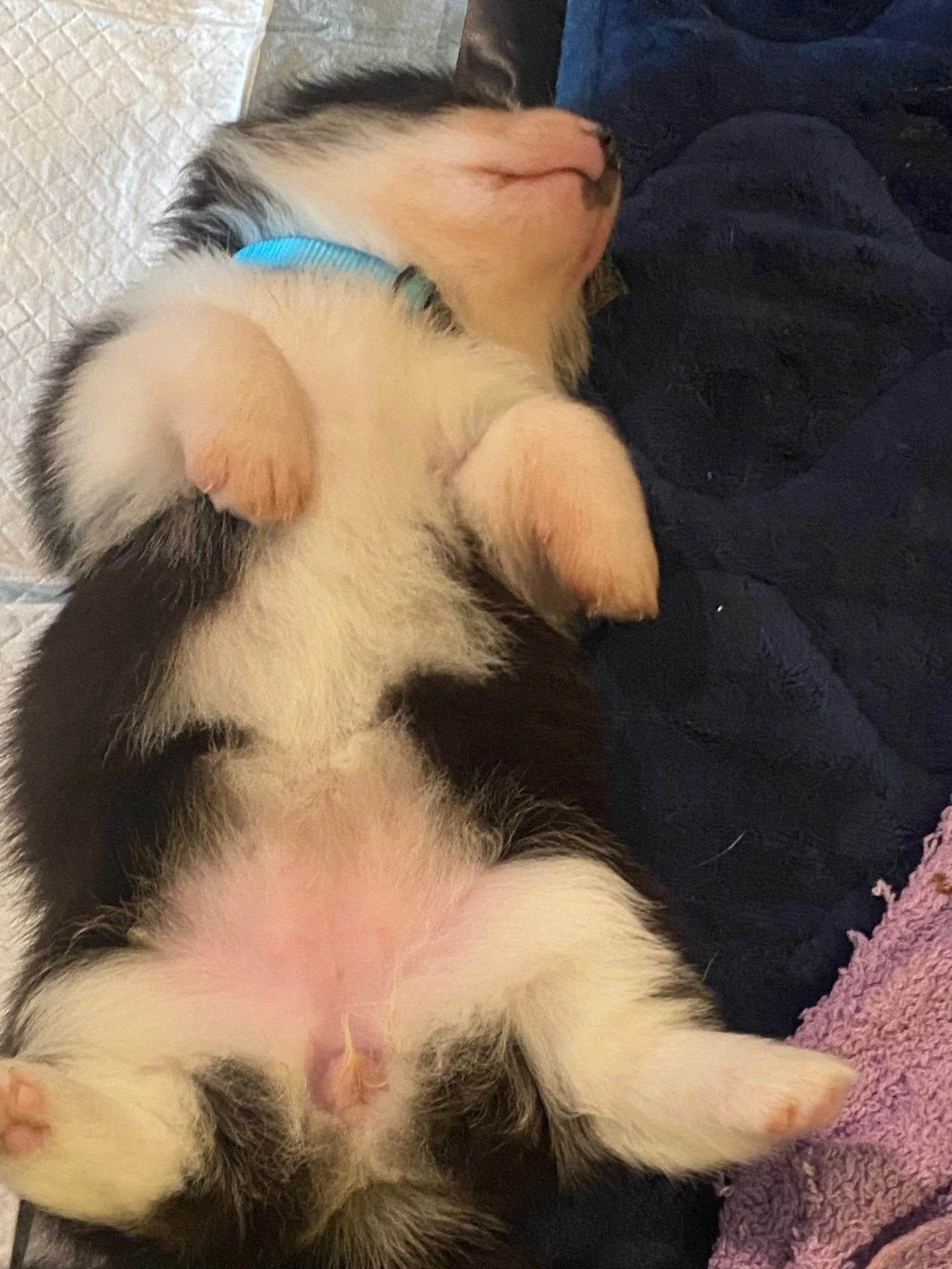 corgi pup 5.jpeg
