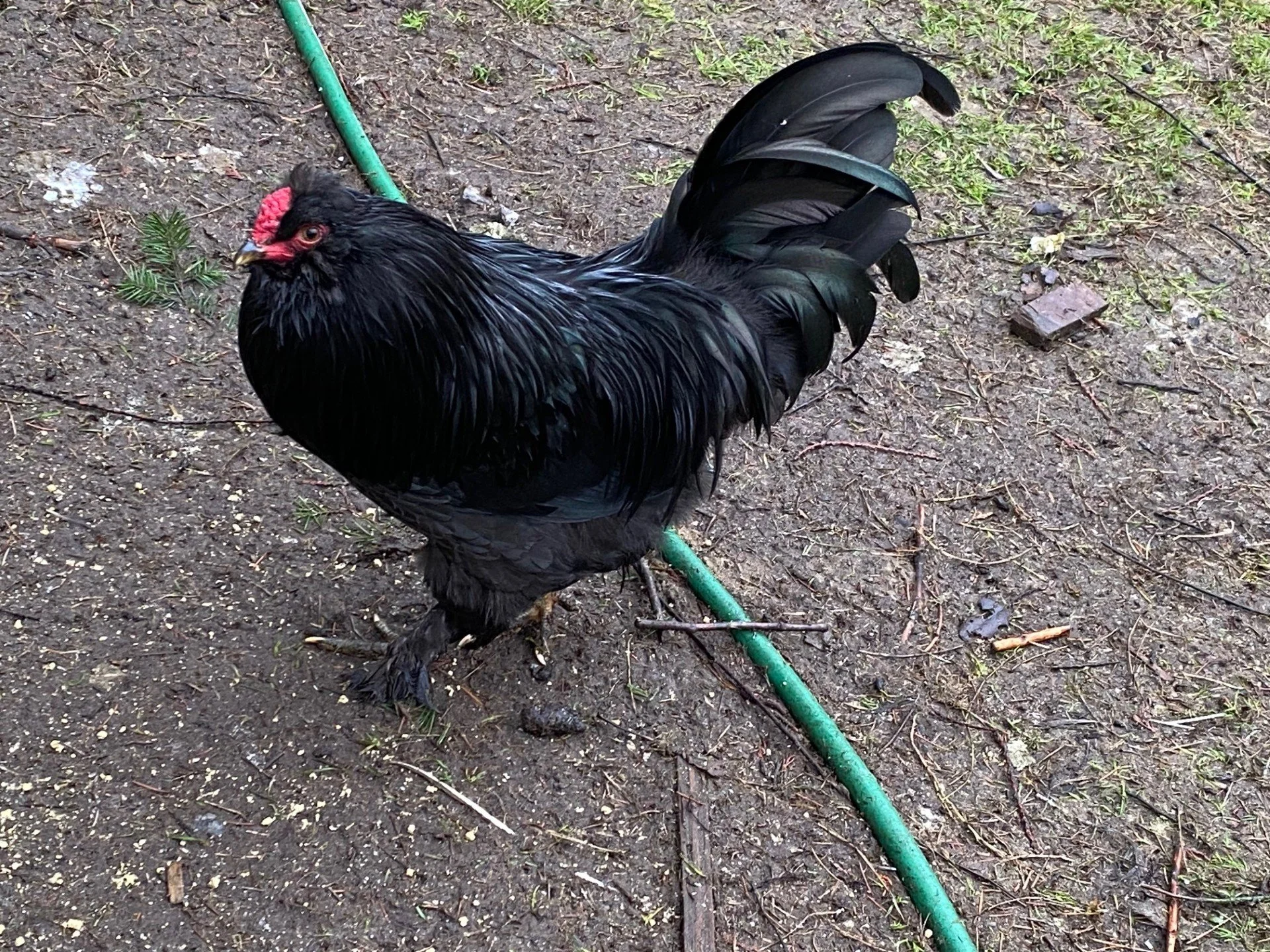 rooster 2.jpeg