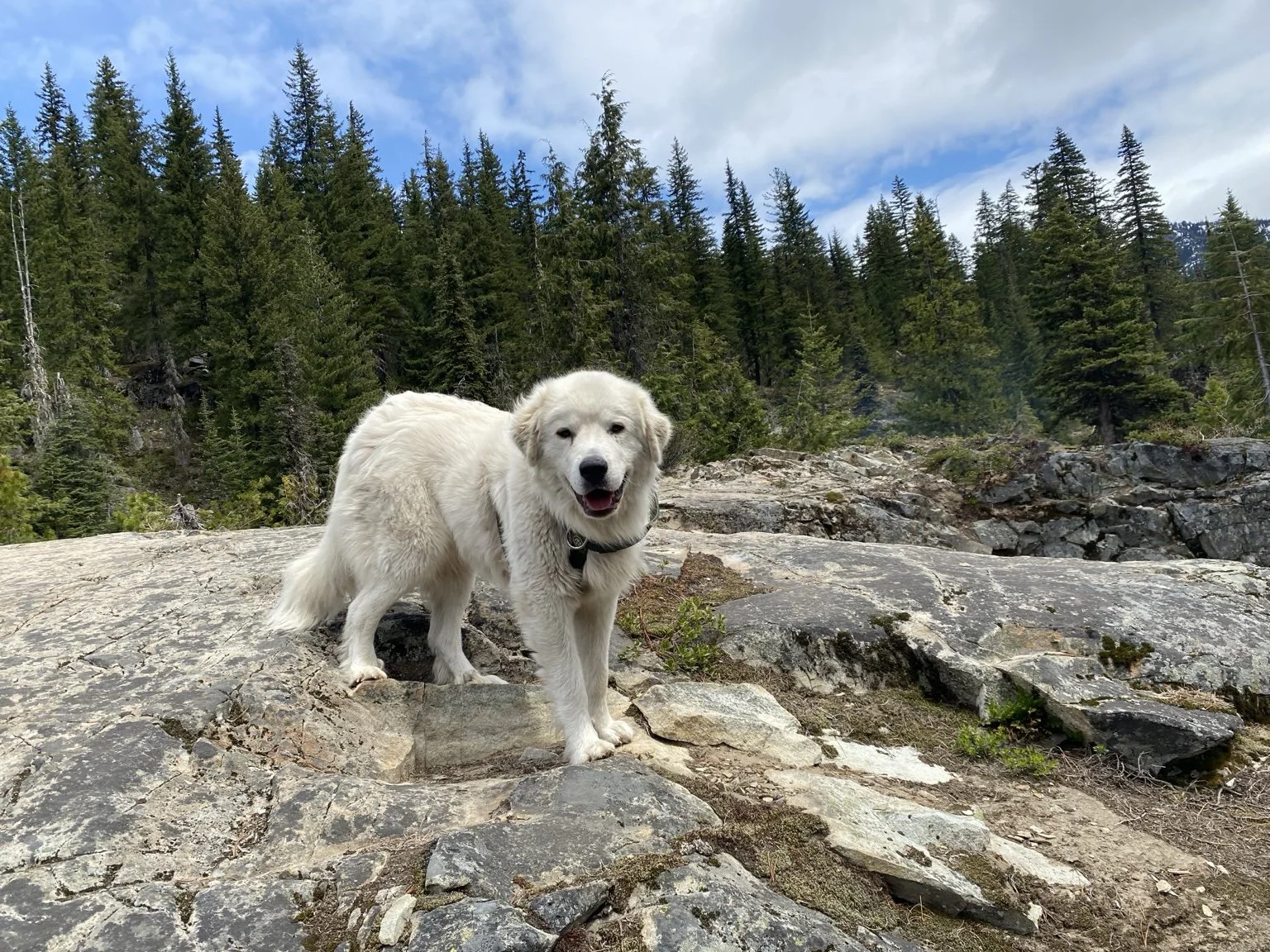 The Great Pyrenees