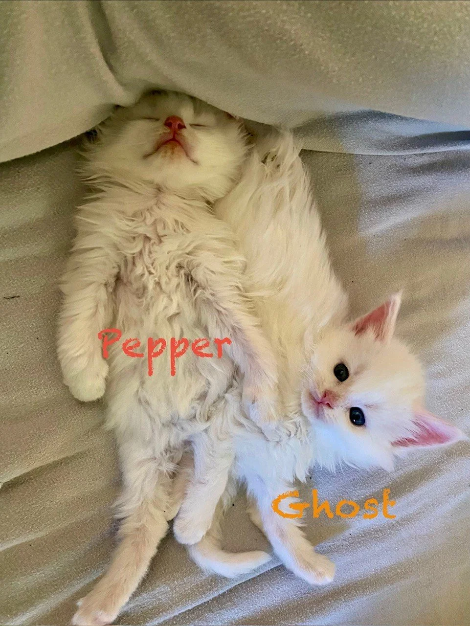 Pepper and Ghost at 3weeks old