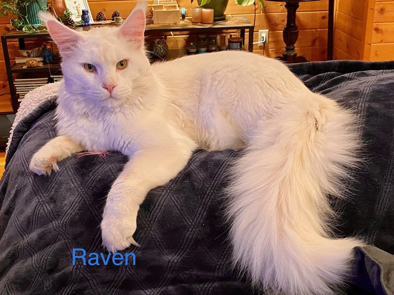 Raven - Father